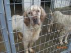 Hektor ein Setter- Mix-Rüde wurde ca. im Februar 2022 in Serres geboren.