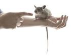Gambianische Riesenhamsterratten